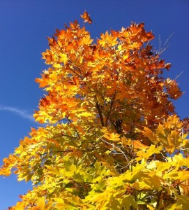 Foliage shot #1
