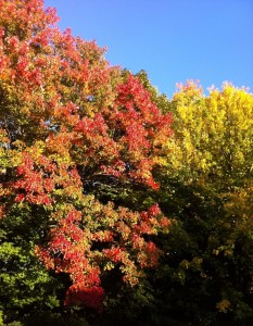 Foliage shot #4 cropped