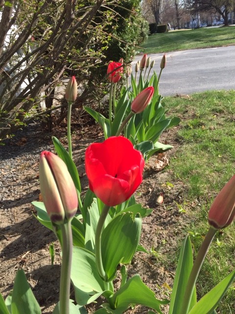 Stalwart tulips, spring of 2015