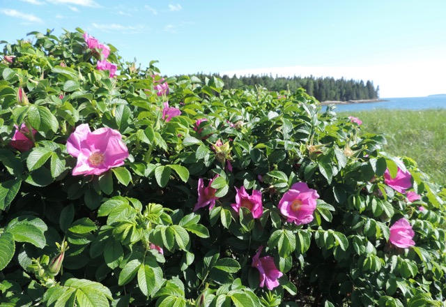Beach Roses, Swan's Island