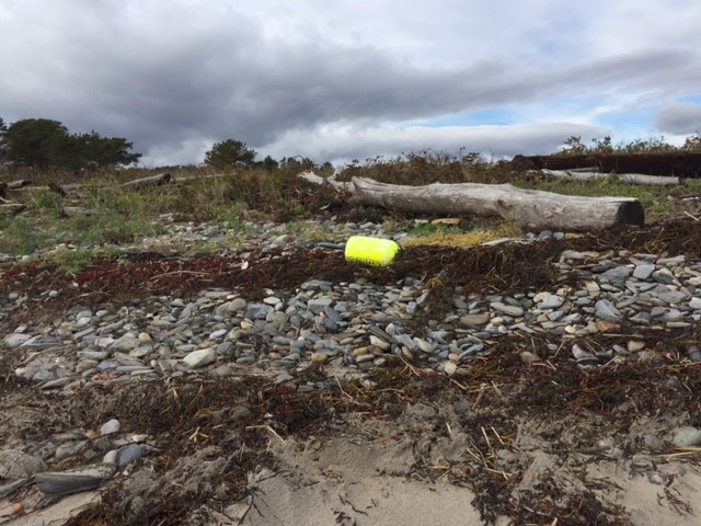 The storms that blew through this past week left interesting detritus behind