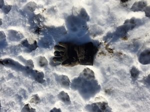 lost-glove