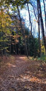 An inviting path through the woods.